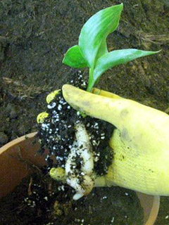 apparato radicale della strelitzia