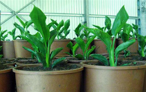 giovani piantine di Strelitzia