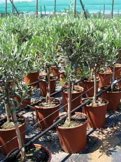 Olive sapling pot Ø 18