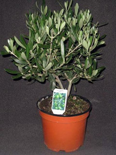 Bush pot Ø 15