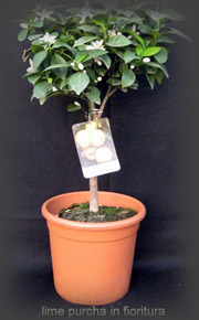 Lime Purcha in bloom
