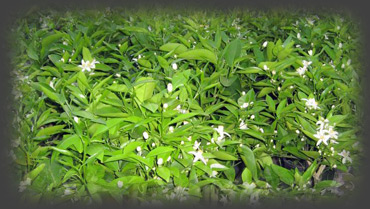 Ruby clementine  in bloom