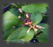 Fruit
