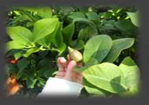 Fruit