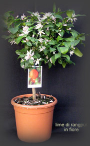 Lime of Rangpur in bloom