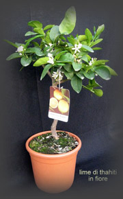 Lime di Tahiti  in bloom